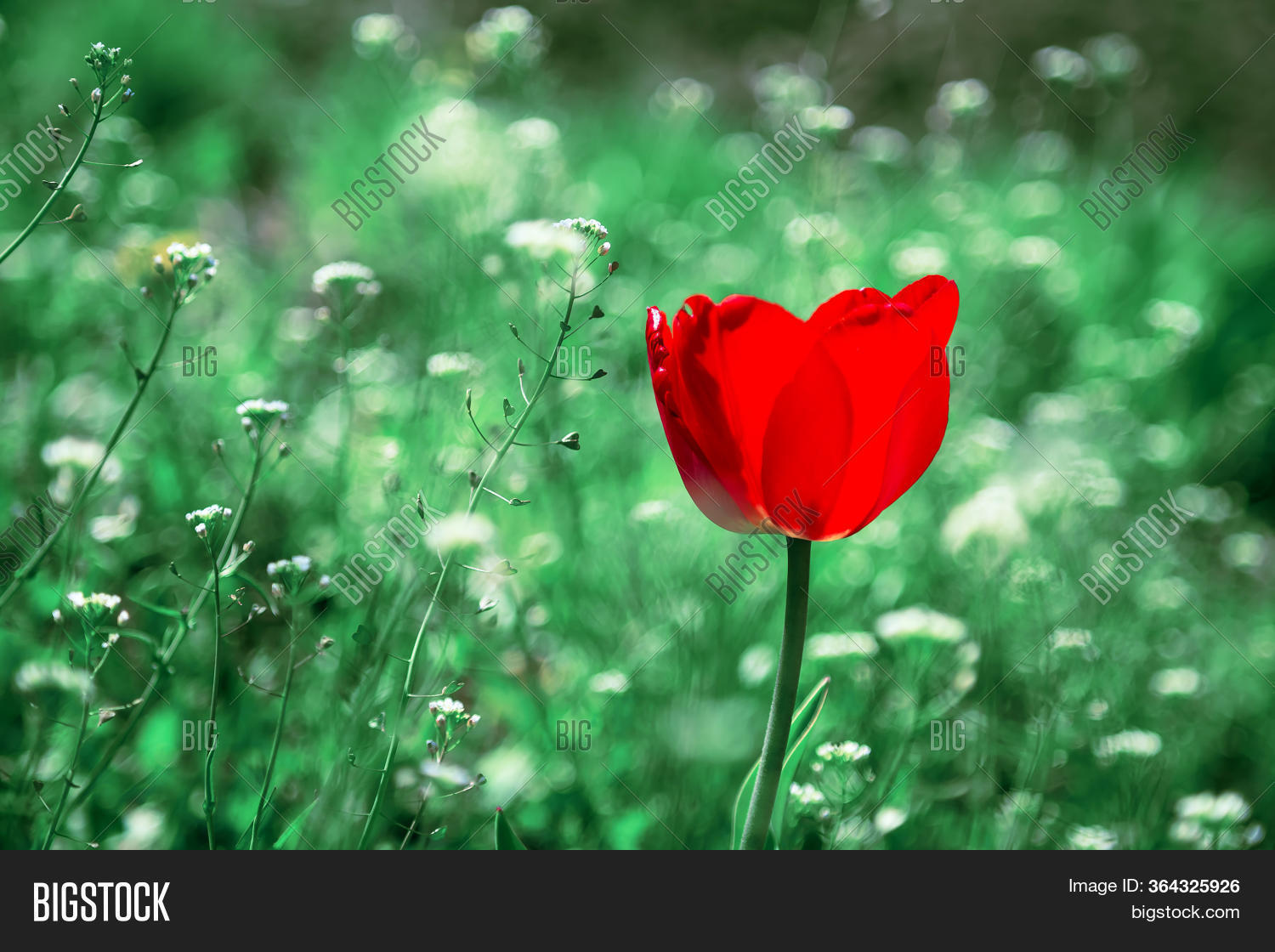 Spring Summer Floral Image & Photo (Free Trial) | Bigstock