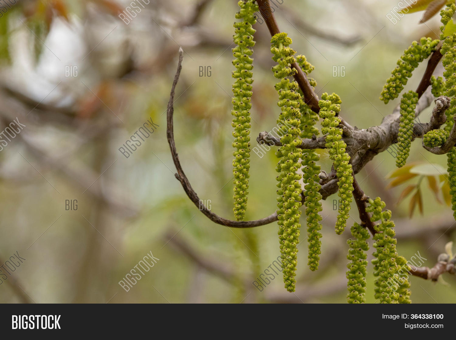 Walnut Tree Blossom. Image & Photo (Free Trial) Bigstock