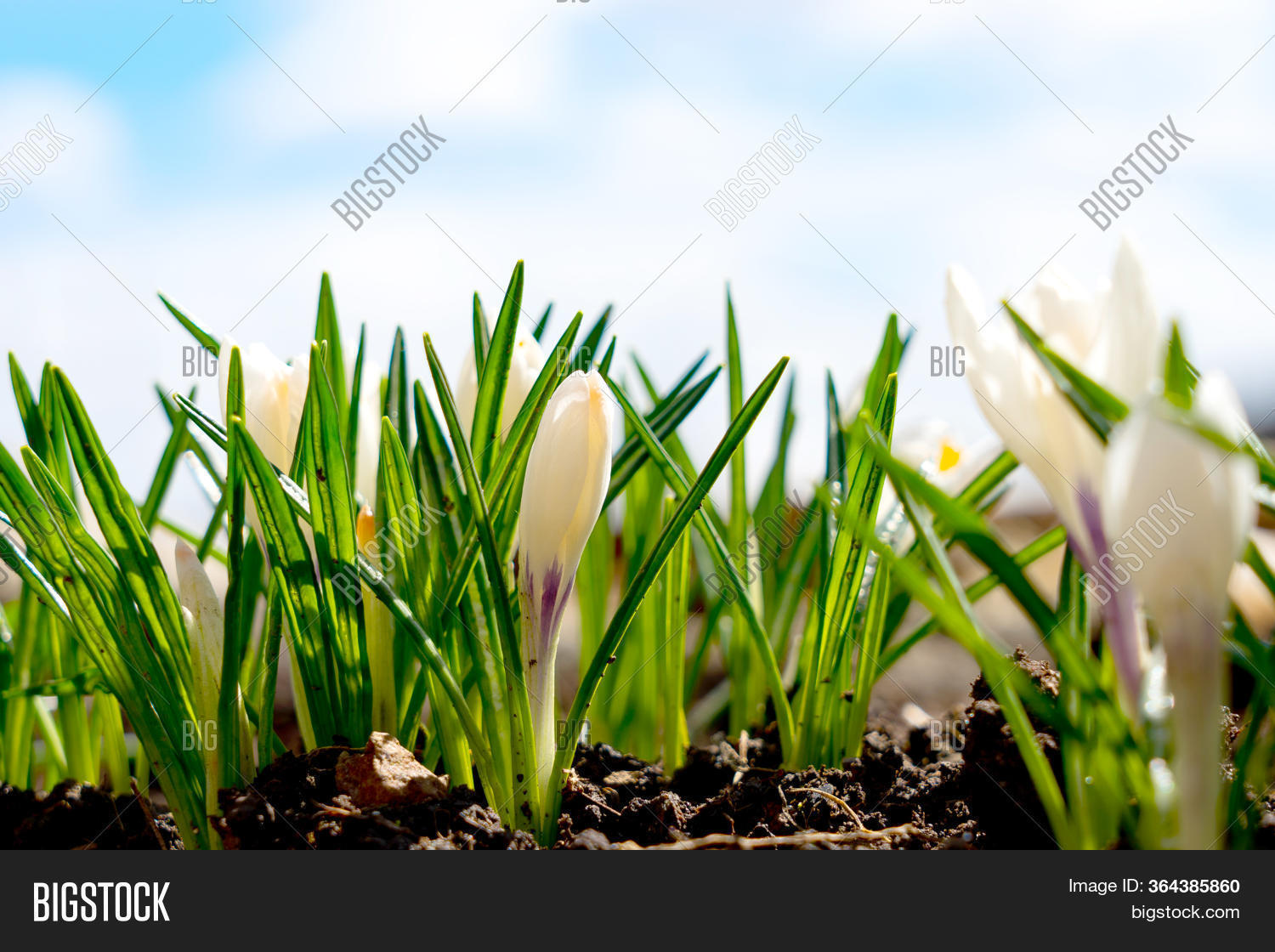 First Spring Flowers Image & Photo (Free Trial) Bigstock