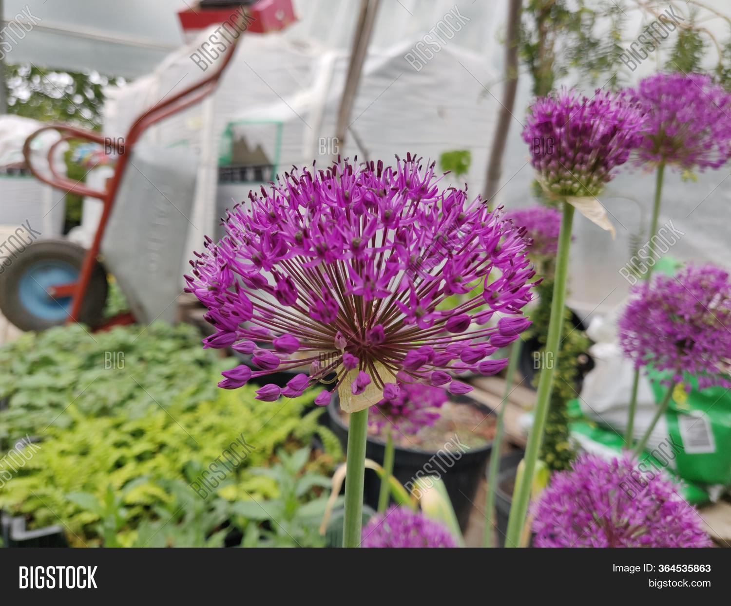 Ornamental Garlic ( Image & Photo (Free Trial) Bigstock