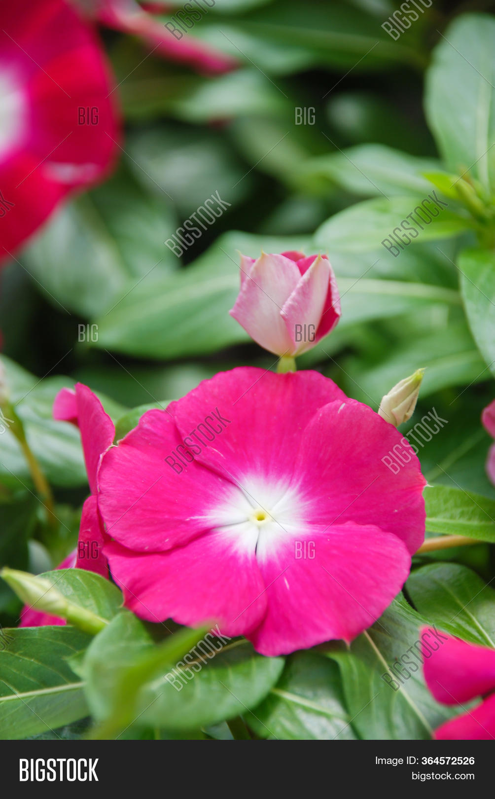 Foliage Vinca Flowers Image & Photo (Free Trial) Bigstock