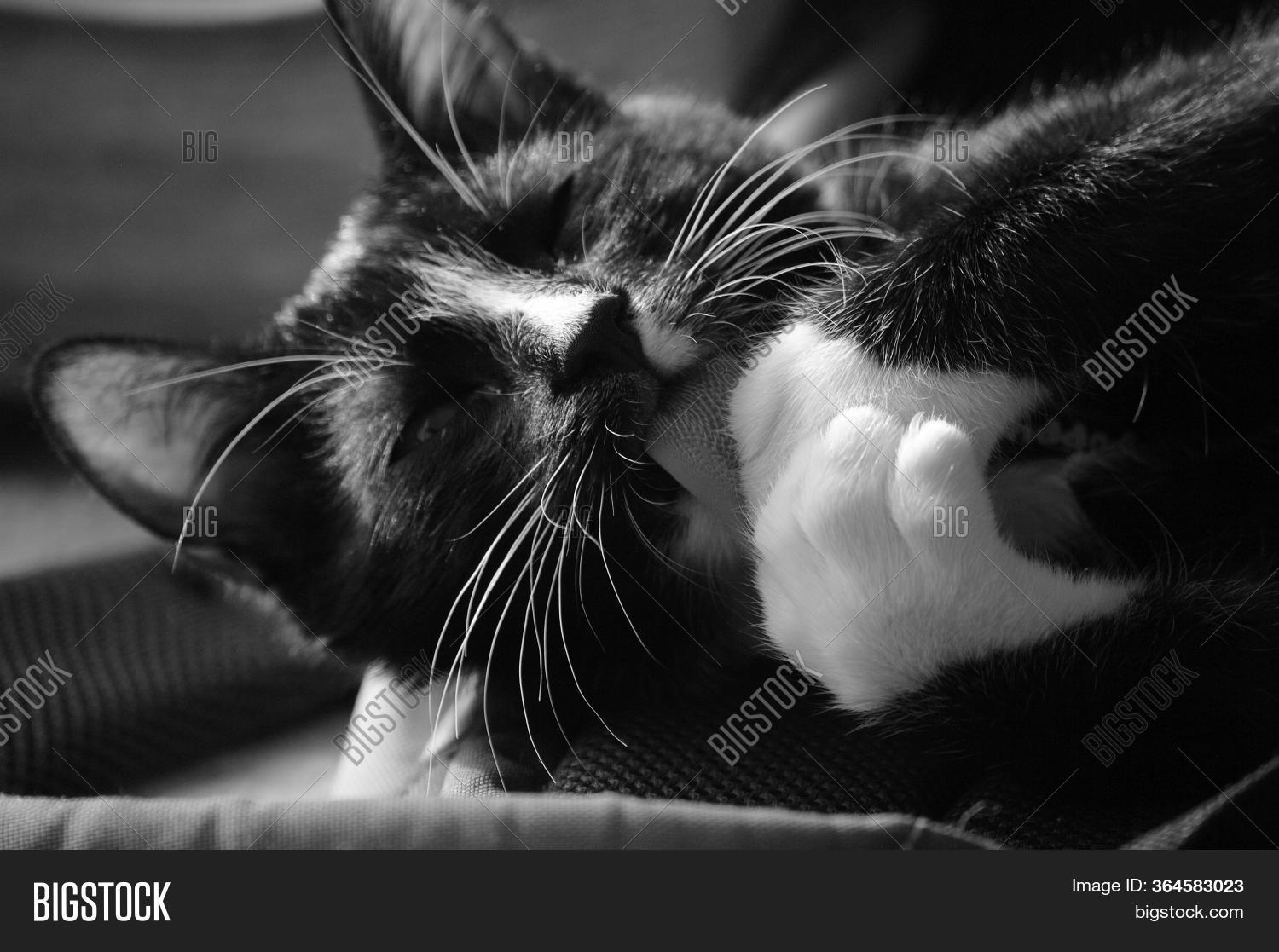 Cute Black Cat Licks Image & Photo (Free Trial) Bigstock