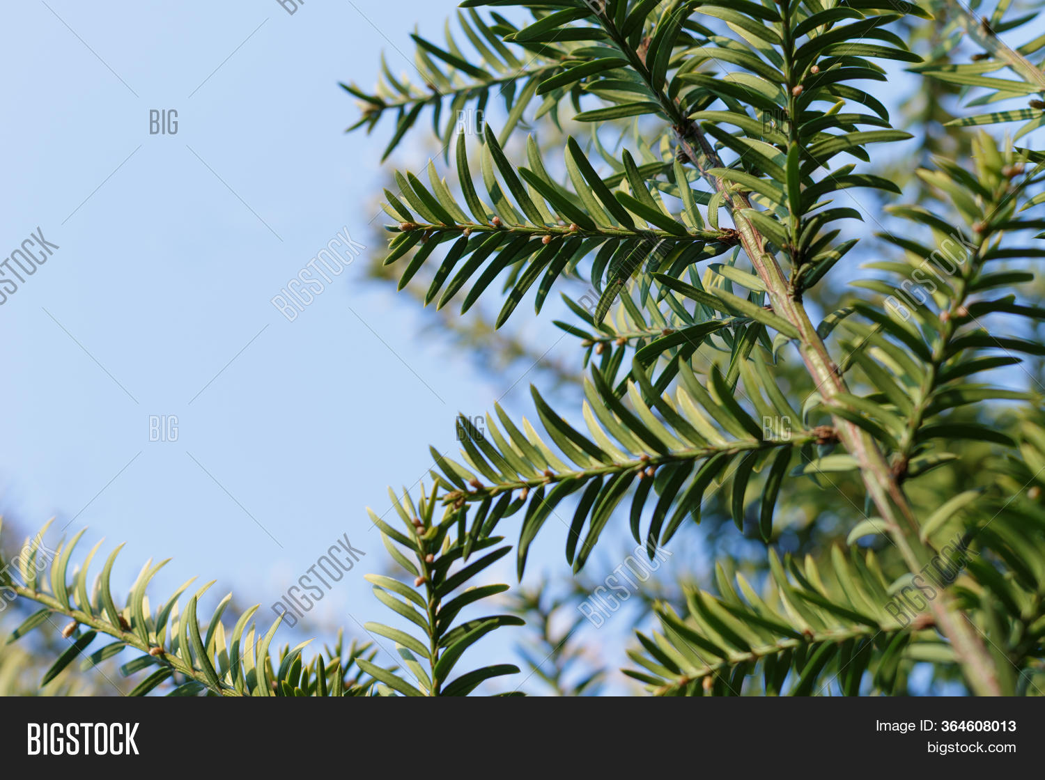 Young Yew Tree Image & Photo (Free Trial) | Bigstock