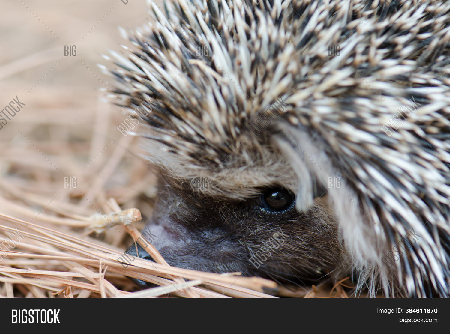 North African Hedgehog Image & Photo (Free Trial) Bigstock