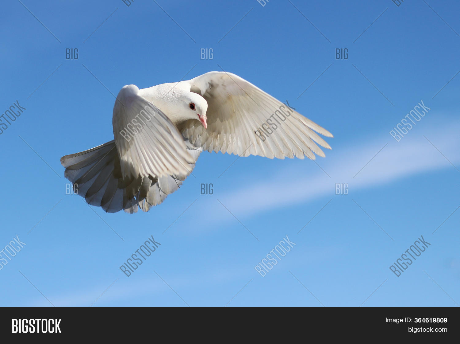 Albino Pigeon Flight Image & Photo (Free Trial) Bigstock