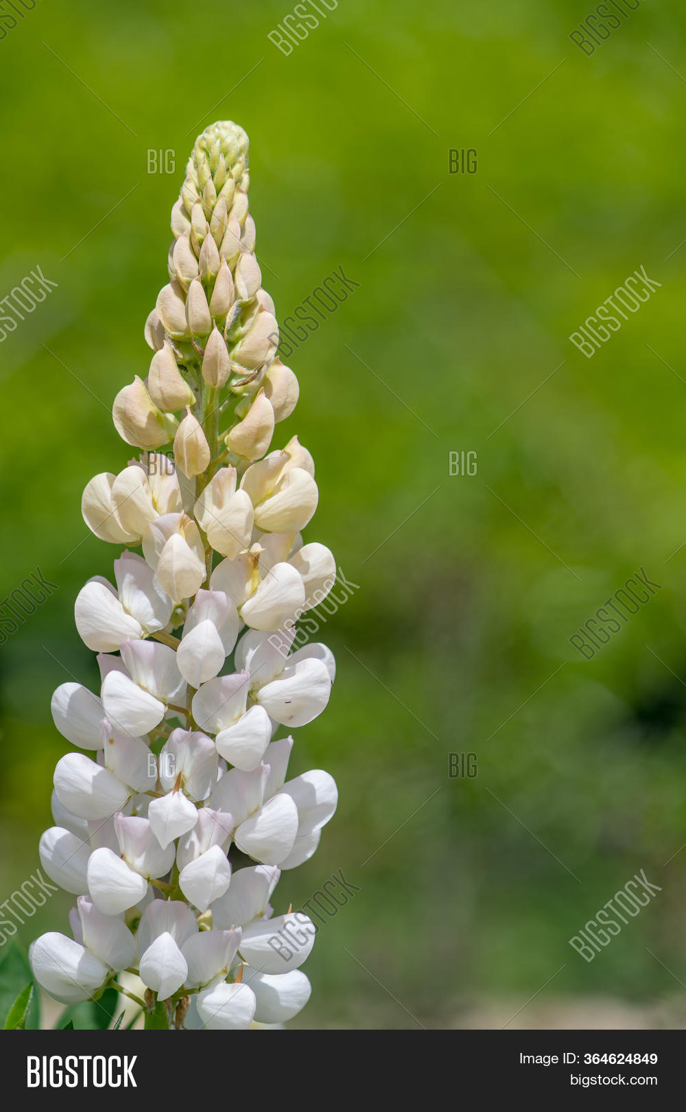 Close White Lupin ( Image & Photo (Free Trial) Bigstock