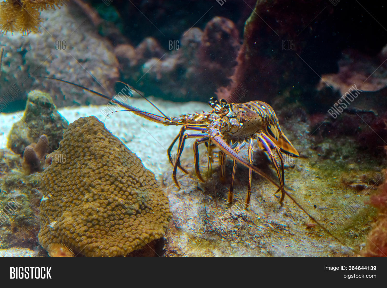 Snapshot Spiny Lobster Image & Photo (Free Trial) Bigstock