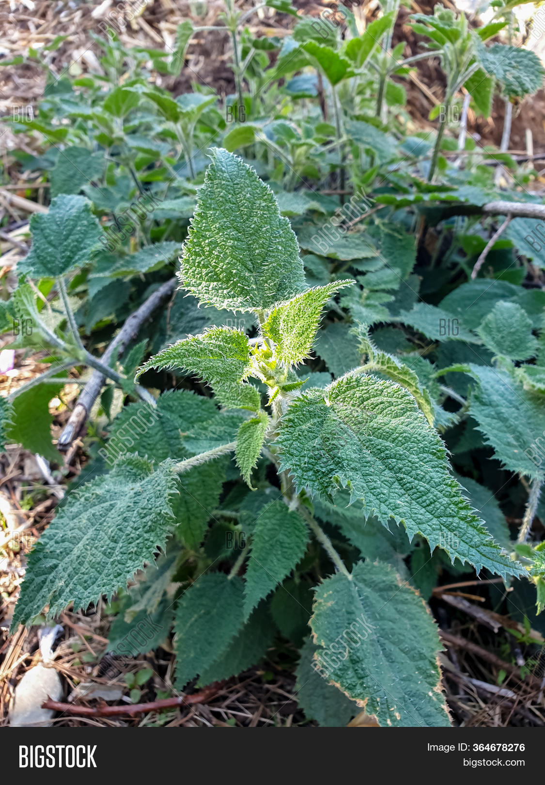 Beautiful Gympie Plant Image & Photo (Free Trial) Bigstock