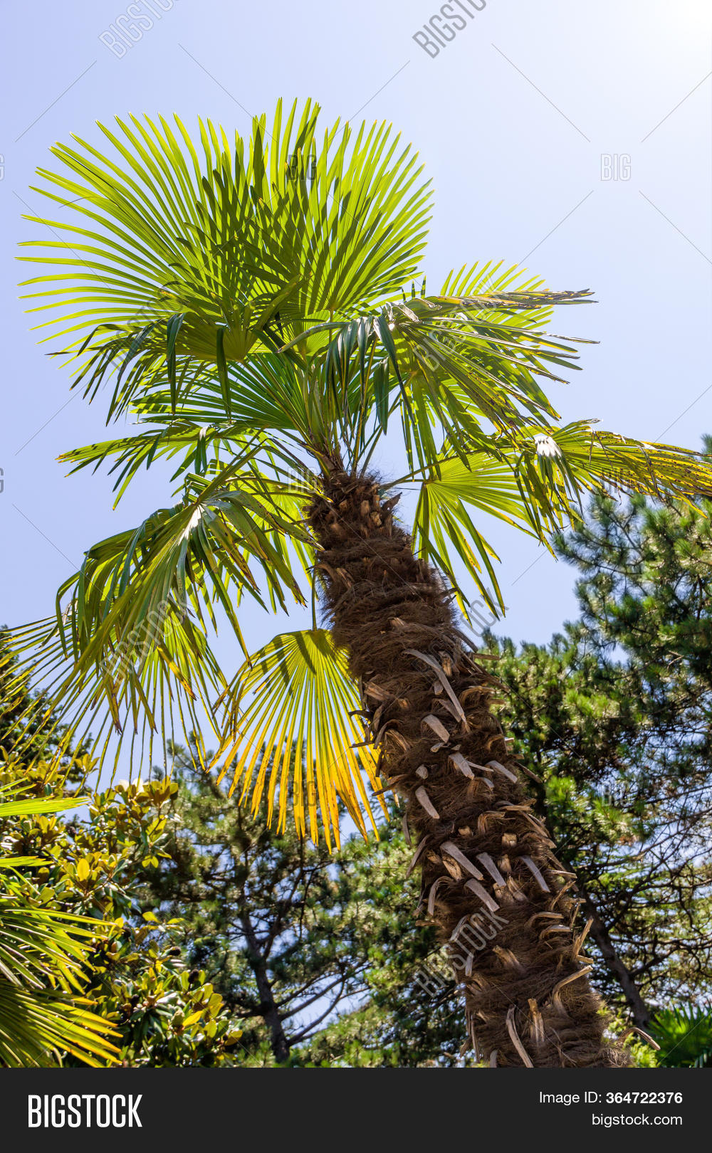 Palm Tree Among Pines Image & Photo (Free Trial) Bigstock