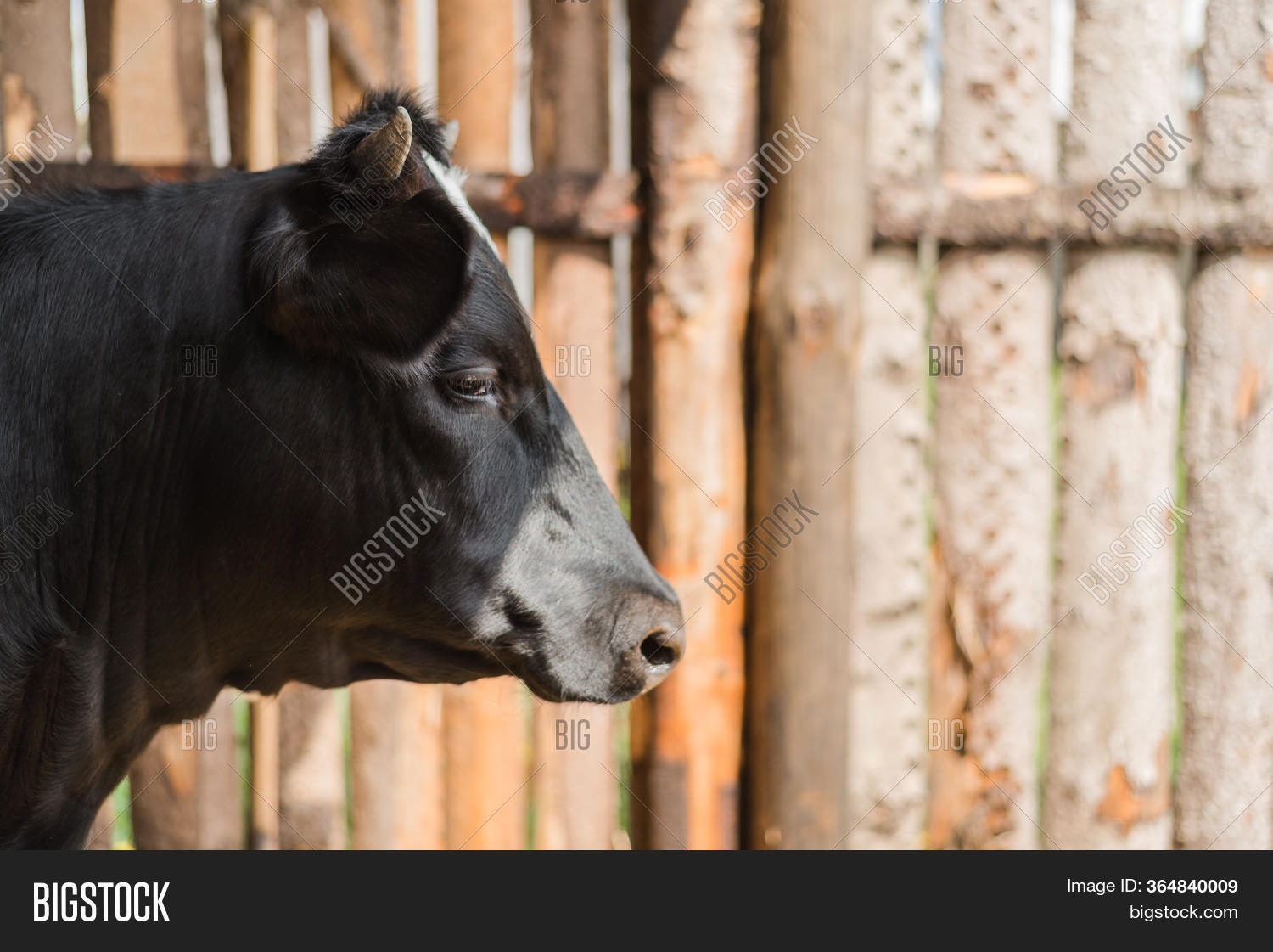 Dairy Cow Horns On Image & Photo (Free Trial) Bigstock