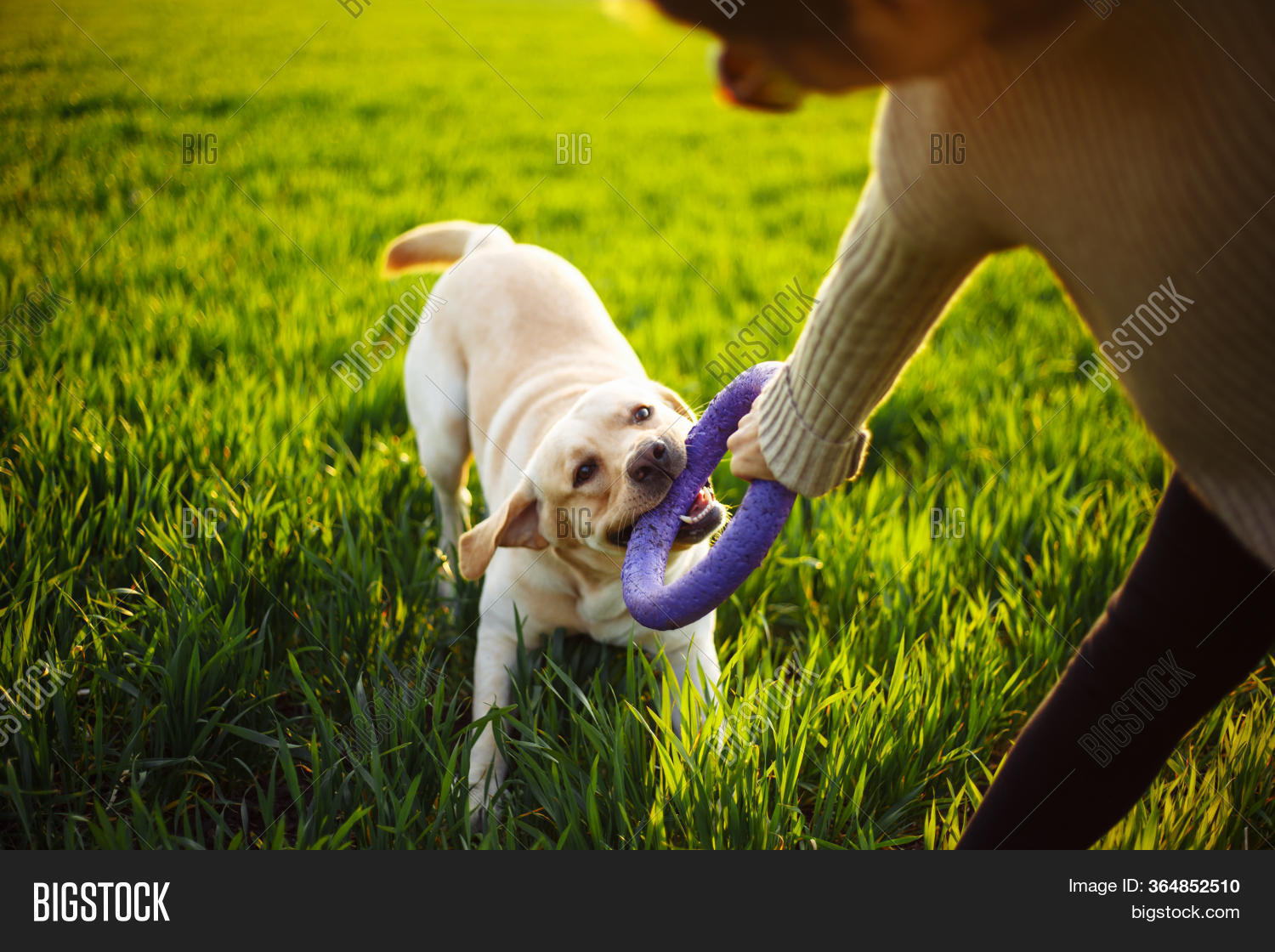 Cheerful Happy Dog Image & Photo (Free Trial) | Bigstock