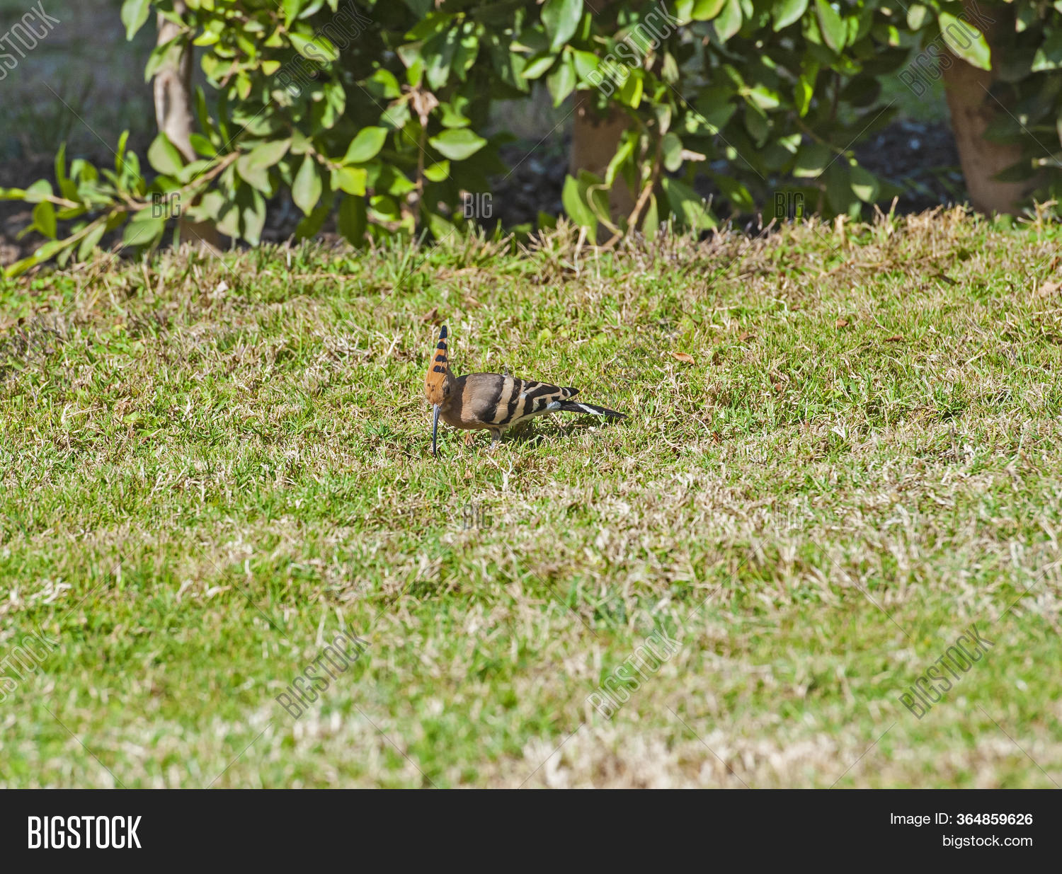 hoopoe wildbird