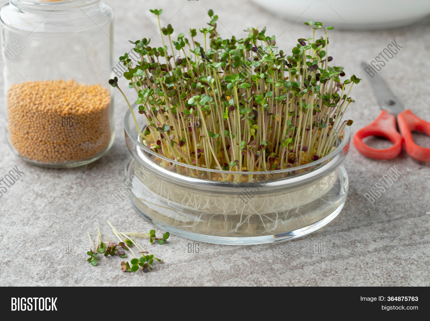 Проросшие семена горчицы. Нут микрозелень. Микрозелень горчица. Проросшие семена горчицы. Микрогрин горчица.