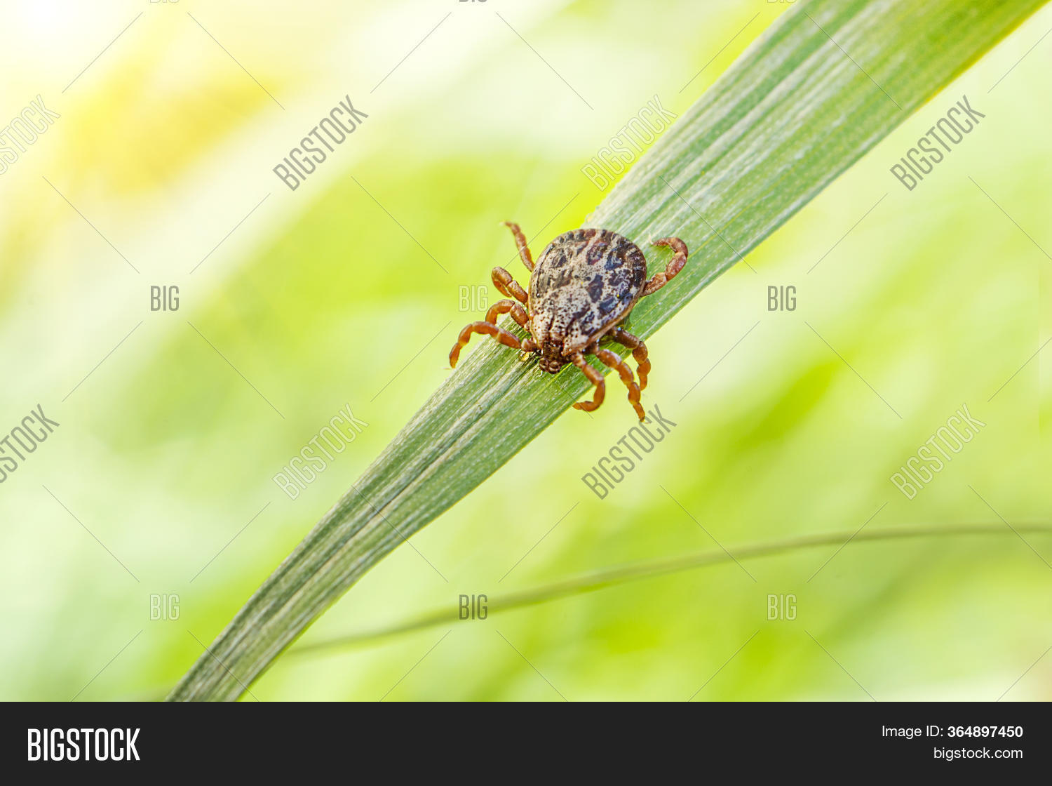 Small Brown Tick Sits Image & Photo (Free Trial) Bigstock
