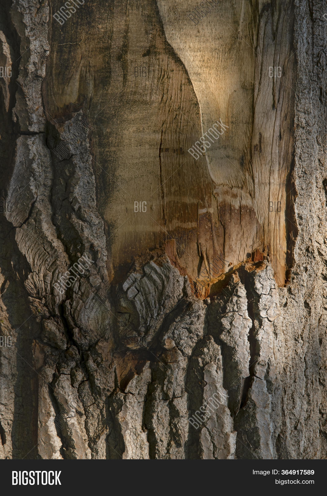 Log Surface Structure Image & Photo (Free Trial) | Bigstock