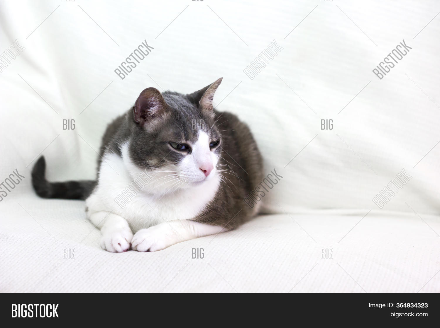 Cute Adorable Lazy Image & Photo (Free Trial) Bigstock