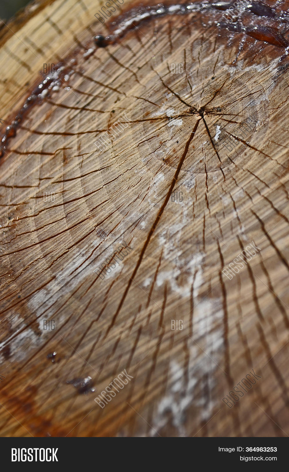 Cut View Tree Ring Image & Photo (Free Trial) | Bigstock