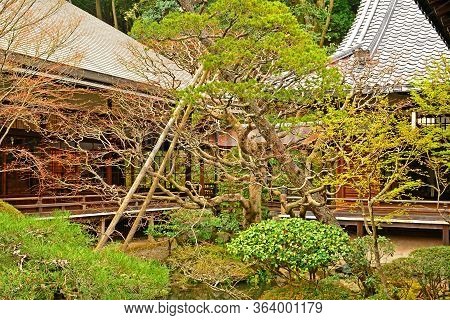 Kyoto, Jp - April 10 - Eikando Zenrinji Trees On April 10, 2017 In Kyoto, Japan. Eikando Formally Kn