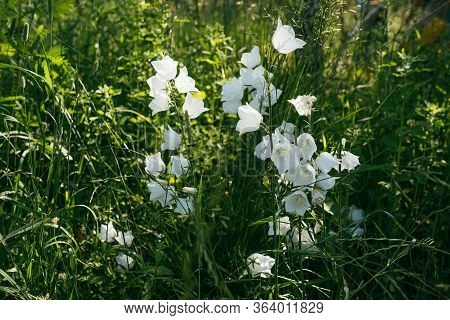Bush Of White Bell Flowers Grow On Green Grass Garden. Selective Focus Macro Shot With Shallow Dof