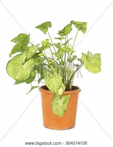 Syngonium Podophyllum In Front Of White Background