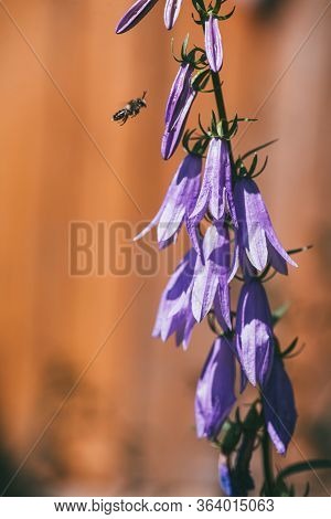 Bush Of Blue Violet Bell Flowers Grow In The Garden And The Flying Bee. Beekeeping, Apiculture Selec
