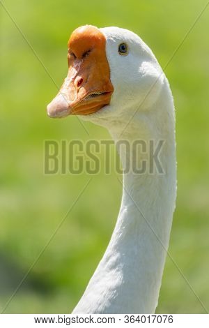 Portrait Of Domestic Goose, Anser Cygnoides Domesticus, In Profile On Green Blured Background. Domes