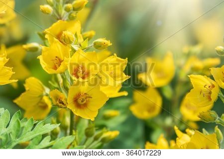 Yellow Bells Flowers Of Lysimachia Punctata, Dotted Loosestrife, Large Yellow Loosestrife Or Spotted