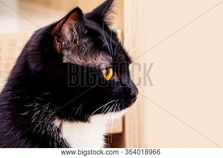 Close-up Of The Muzzle Of A Black Cat With A White Breast And Yellow Eyes In Profile. Selective Focu