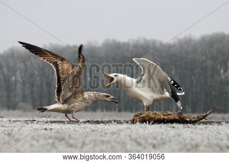 The Caspian Gull (larus Cachinnans) Sitting On The Ground In The Winter. Fight Between Young And Adu