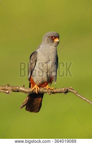 The Red-footed Falcon (falco Vespertinus), Formerly Western Red-footed Falcon. Male Sitting On The B