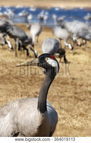 The Common Crane (grus Grus), Also Known As The Eurasian Crane. Portrait Of The Crane With Other In 
