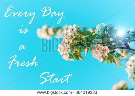 Wild Pear Tree Blossom. Horizontal Banner With White Flower On Cyan Color Blurred Backdrop.spring Na