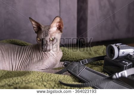 Sphinx Indoors, Bald Cat, The Cat Is Playing On A Green Rug With A Camera, Hairless Cat, Naked Cat, 