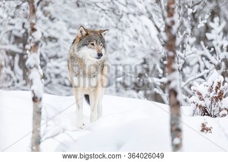 Beautiful Wolf Standing In The Snow In Beautiful Winter Forest