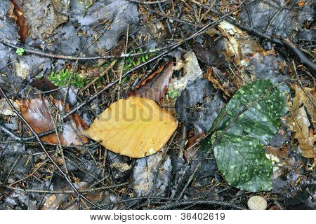 Foglia caduta sul terreno. Coming Auntumn