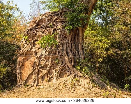 Overgrown Temple In Prasat Sambor - Sambor Prei Kuk, Cambodia