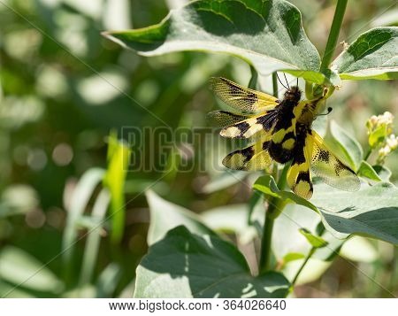 Close Up Of Owlfly Libelloides Macaronius Mating Couple On Plant - Yellow And Black Insect On Grass