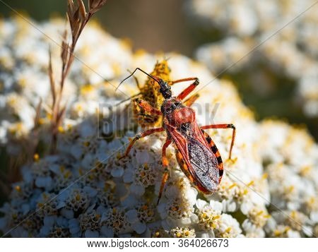 Assassin Bug (rhynocoris Iracundus) Sitting On A White Flower, Eating Its Prey