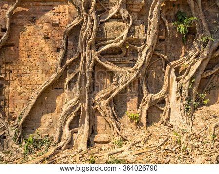 Overgrown Temple In Prasat Sambor - Sambor Prei Kuk, Cambodia