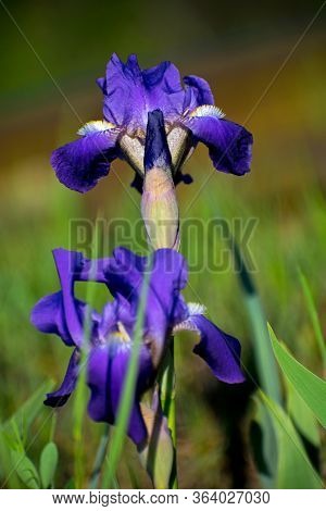 Purple Iris.iris Versicolor Is Also Commonly Known As The Blue Flag, Harlequin Blueflag, Larger Blue