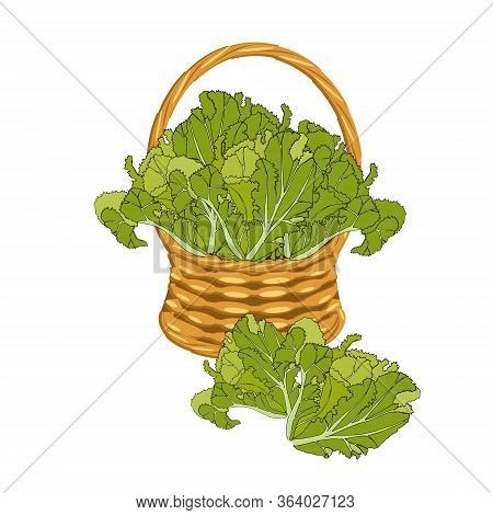 Salad In Basket Wicker With A Vine. Green Leaves Art Design Elements Object Isolated Stock Vector Il
