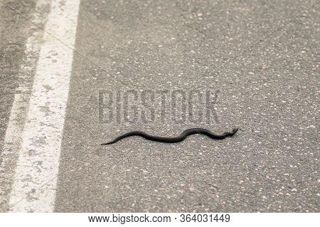Common European Viper - Vipera Berus - Melanistic Black Reptile Crossing Asphalt Road