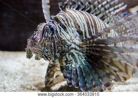 Lionfish Pterois Volitans In Aquarium, Also Known As A Turkeyfish
