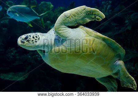 Large Turtle Swimming Underwater Among Other Fish And Corals