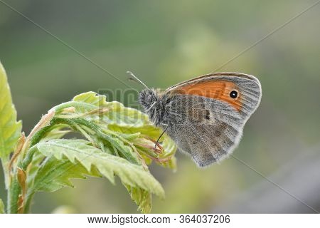 The Small Heath Butterfly  On A Leaf. Small Orange Butterfly Coenonympha Pamphilus