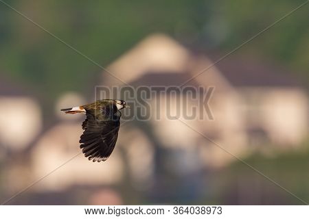 Lapwing Bird (vanellus Vanellus) In Flight In Front Of Houses In Sunlight