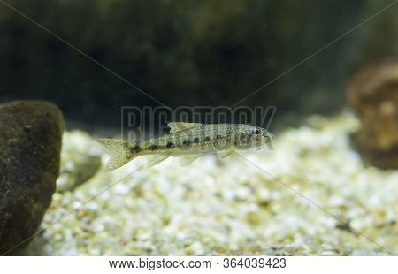 Gobio Or Gobio Gobio, A Cyprinid Specie Of Freshwater Fish