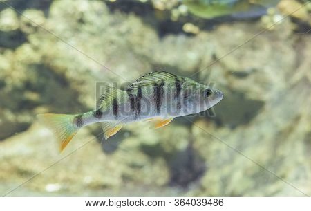 Perca Fluviatilis, Commonly Known As  Common Perch Or European Perch. Underwater Shot