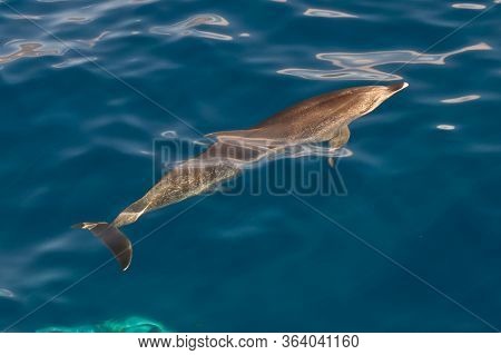 Atlantic Spotted Dolphins In Ocean Near Tazacorte On West Coast Of La Palma, Canary Islands