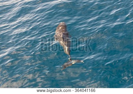 Atlantic Spotted Dolphins In Ocean Near Tazacorte On West Coast Of La Palma, Canary Islands